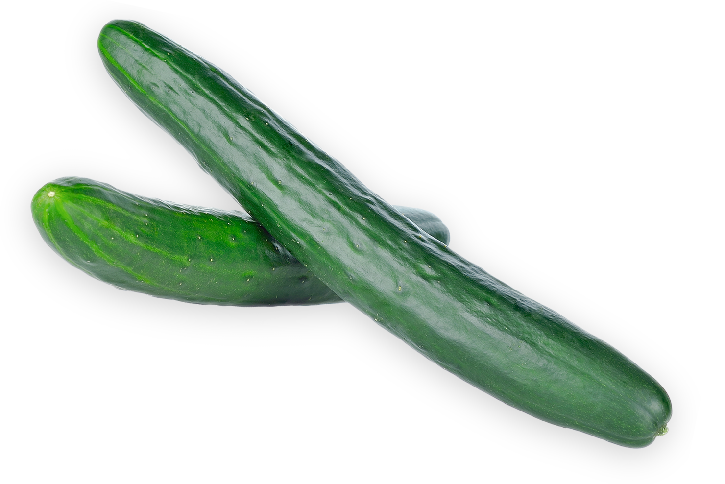 English Cucumber, Local